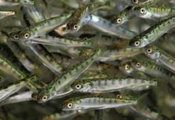 moderfiskbestånd (öring) Med ursprung från