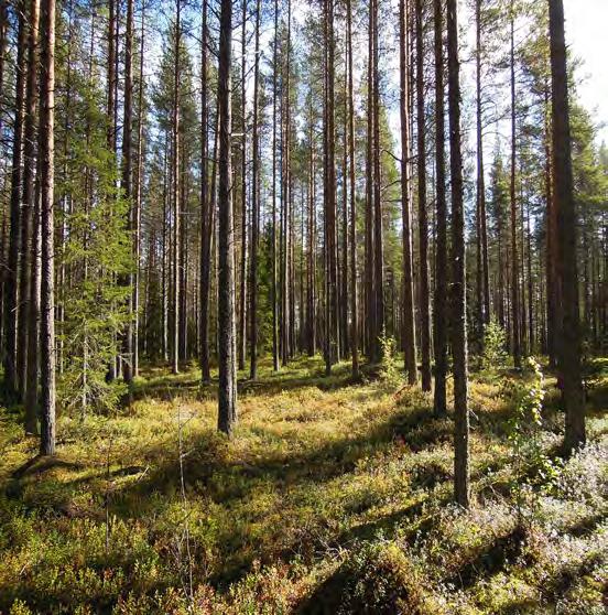 281 hektar Stor skogsfastighet i Lovikka Skogsmarken är i huvudsak samlad i ett skifte, nära byn med bra tillgång till skogsvägar. Enskild jakt samt andel i Pajala allmänning medföljer.
