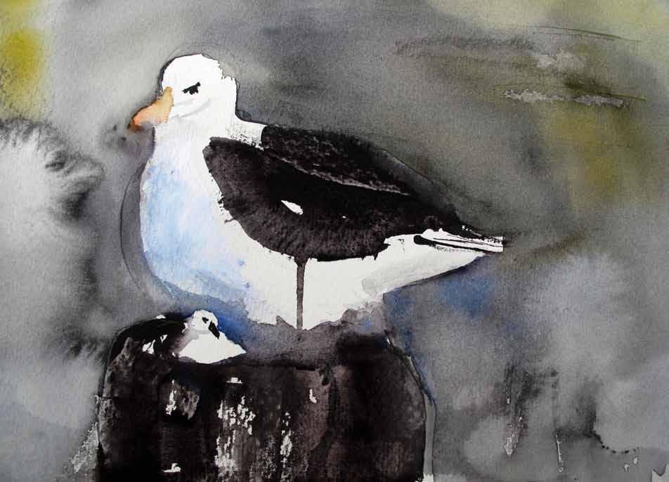 Albatross