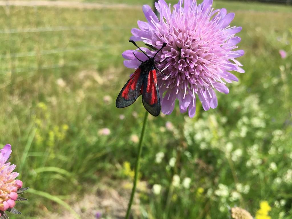 Naturvärdesinventering