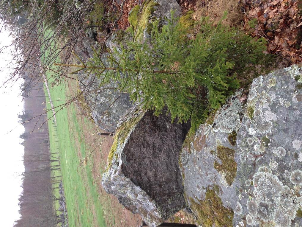 Naturvärdesinventering 8 (10) pärlemorfjäril, ängspärlemorfjäril, silverstreckad pärlemorfjäril, slåttergräsfjäril, nässelfjäril och citronfjäril.
