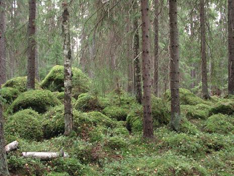 Söndag 30 september, kl. 10:00 Svampexkursion, Ove Lennström Kan jag plocka fina svampen? Kan man använda svampen i matlagning? Svampen är kanske giftig?