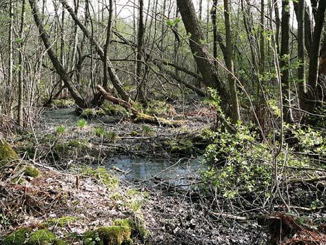 Djurgårdssjöar Uggleviken Uggleviken var fram till 1700-talet en del av samma vik som Husarviken, Laduviken och Storängsbotten. Pga.
