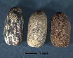 The bottom picture shows one old and one new seed of G. lanuginosum. dock inte ett absolut krav för att väcka fröna; mekanisk skada på fröskalet går också bra.