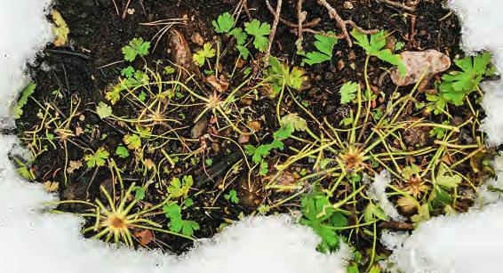 mycket vanligt. Detta kan helt ta död på de uppkomna plantorna innan de hunnit producera några nya frön, även om plantorna har en otrolig förmåga till återväxt från mitten av bladrosetten.