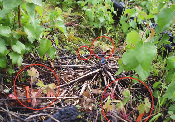 figur 7. Första (plantans bas vid den blå pinnen) och andra generationens svedjenävsplantor (orange ringar). Moderplantan producerade 1500 frön 2007 och de fyra avkommorna 13 frön 2008.