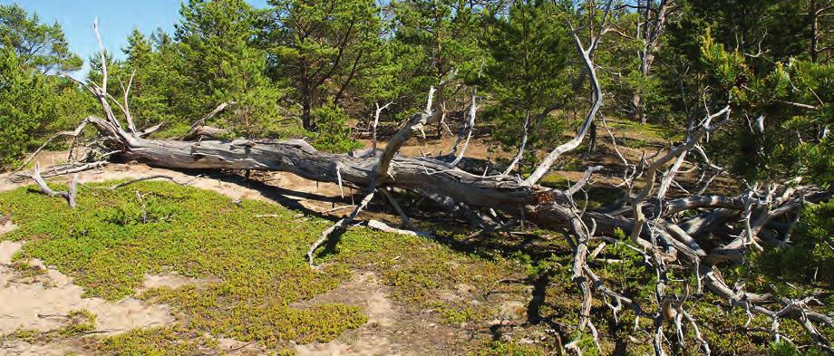 hyser en förvånansvärt stor mångfald av lavar, både vanliga och väldigt sällsynta. Hela listan om 397 arter finns i Leif Tibells och Svante Hultengrens artikel på sidan 158.
