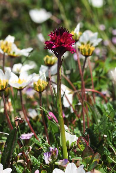 polyploider ha bildats genom att oreducerade äggceller hos en hybrid eller redan polyploid art befruktats av normalt, reducerat pollen från någon diploid art.