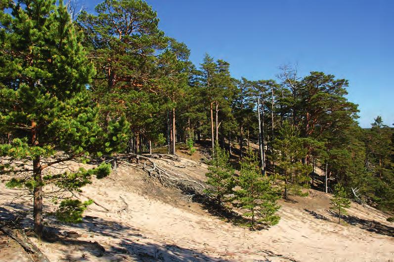 figur 2. Tallskog på Höga åsen vid Schipkapasset. På döda sanddyner som den här dominerar oftast olika renlavar Cladonia. fo to: Svante Hultengren. Pine forest on old sand dune.
