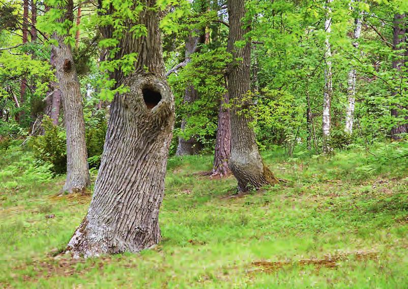 tagen, men ingendera hyser någon rikare lavmyka. Utbudet av ädla lövträd är också begränsat. Granskogar saknas och med dem mycket av den boreala lavmykan.