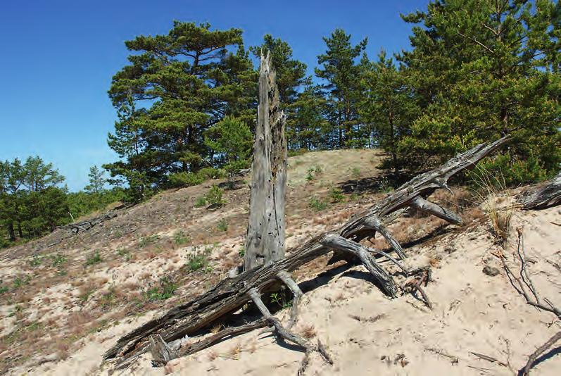 figur 4. Dynområde med kvarstående död ved vid Arnagrop.