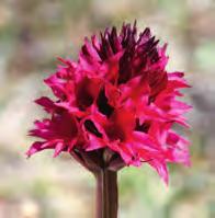 Vol 109: Häfte 3 4, 2015 Svensk Botanisk Tidskrift i s s n 0039-646x, u ppsala 2015 omsla gsbild Brudkulla Gymnadenia runei (eller Gymnigritella runei som Mikael Hedrén och hans medförfattare på sid.