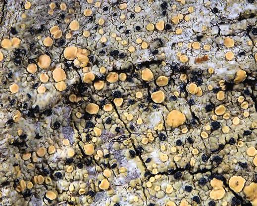 figur 9. Gul dropplav Cliostomum corrugatum är lokalt riklig på ekar med hård, djupsprickig bark. Den är rödlistad i kategorin NT Missgynnad. fo to: Svante Hultengren.
