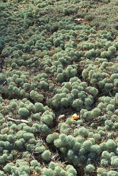 figur 13. Marktäckande fönsterlav Cladonia stellaris i tallskog på sand. fo to: Svante Hultengren. Cladonia stellaris forms extensive mats in sandy pine forest. Calicium denigratum blanksvart spiklav.