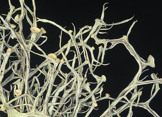 figur 21. Rännformig brosklav Ramalina calicaris. Vackra exemplar noterades på asp på Vulcans kulle år 2005. En sydlig art som är rödlistad som Sårbar VU. fo to: Svante Hultengren.