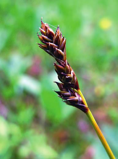 Carex heleonastes (EN) is a boreal, low-growing, rich-fen sedge that has vanished from most of its sites in central Sweden since the 1800s.