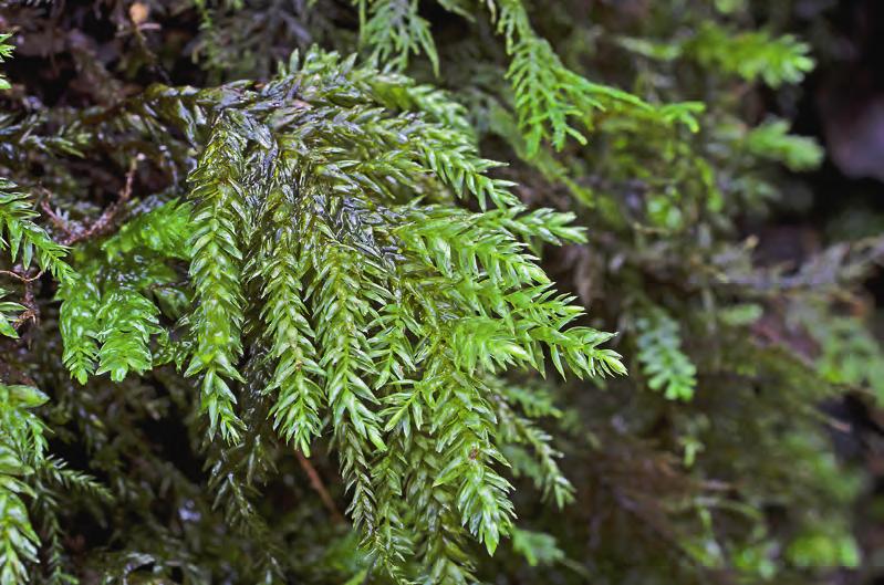 figur 7. Grov rävsvansmossa Thamnobryum subserratum (EN) är en nygammal mossa som först hittades på 1800-talet men som en italiensk forskare återupptäckte i ett finländskt herbarium!