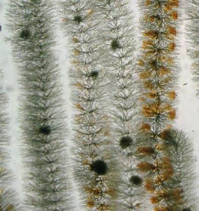 ningarna Bryopsidales, Prasiolales, Cladophorales, Trentepohliales, Ulotrichales och Ulvales.