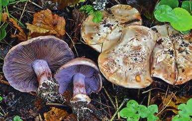 figur 12. Lutvaxskivling Hygrocybe nitrata (NT) til vänster lever i näringsfattiga ogödslade naturbetes- och slåttermarker men förekommer ibland även i skogsbryn och på rikare mulljord i ädellövskog.