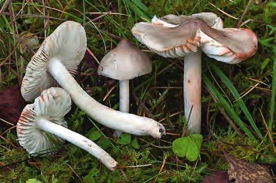 näringsnivåer i marken. fo to: Michael Krikorev. New to the Red List are Hygrocybe nitrata (NT) (left) and H. fornicata (NT) (right).