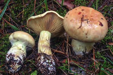 (VU) som är betydligt ovanligare och än så länge endast är känd från ett fåtal lokaler, från Västergötland och Närke upp till Dalarna, Medelpad och Jämtland.