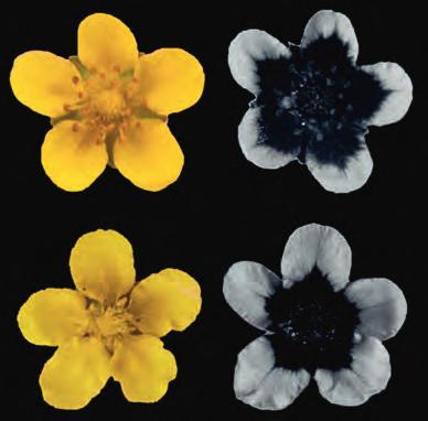 från forskningsfronten Gåsört som härstammar från områden närmare ekvatorn har mörkare blommor än plantor från högre breddgrader.