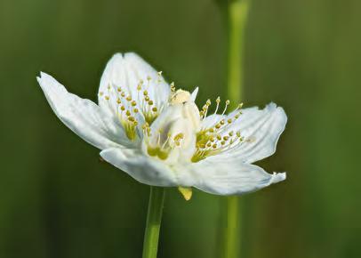 Slåtterblomman gynnas av slåtter! ULLA-BRITT ANDERSSON Under 2014 inkom 503 rapporter om slåtterblomma från 447 lokaler (närbelägna växtplatser har slagits ihop till en enda lokal).