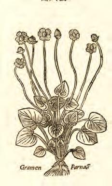 fo to: Björn Nordzell Björn Nordzell hittade i början av septem ber ett exem plar av en fylld slåtterblomma (se bild).
