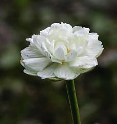 När Björn besökte platsen några veckor senare var denna blomma oförändrad medan de övriga gått i frukt. Själv har jag aldrig sett detta fenomen hos slåtterblomma. Har någon av er läsare gjort det?