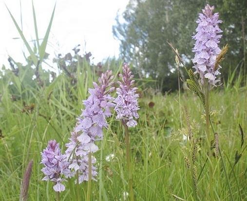 Bilaga 2 Skötselplan för naturreservat Mosslunda Tillhör beslut den 2017-10-17 gällande bildande