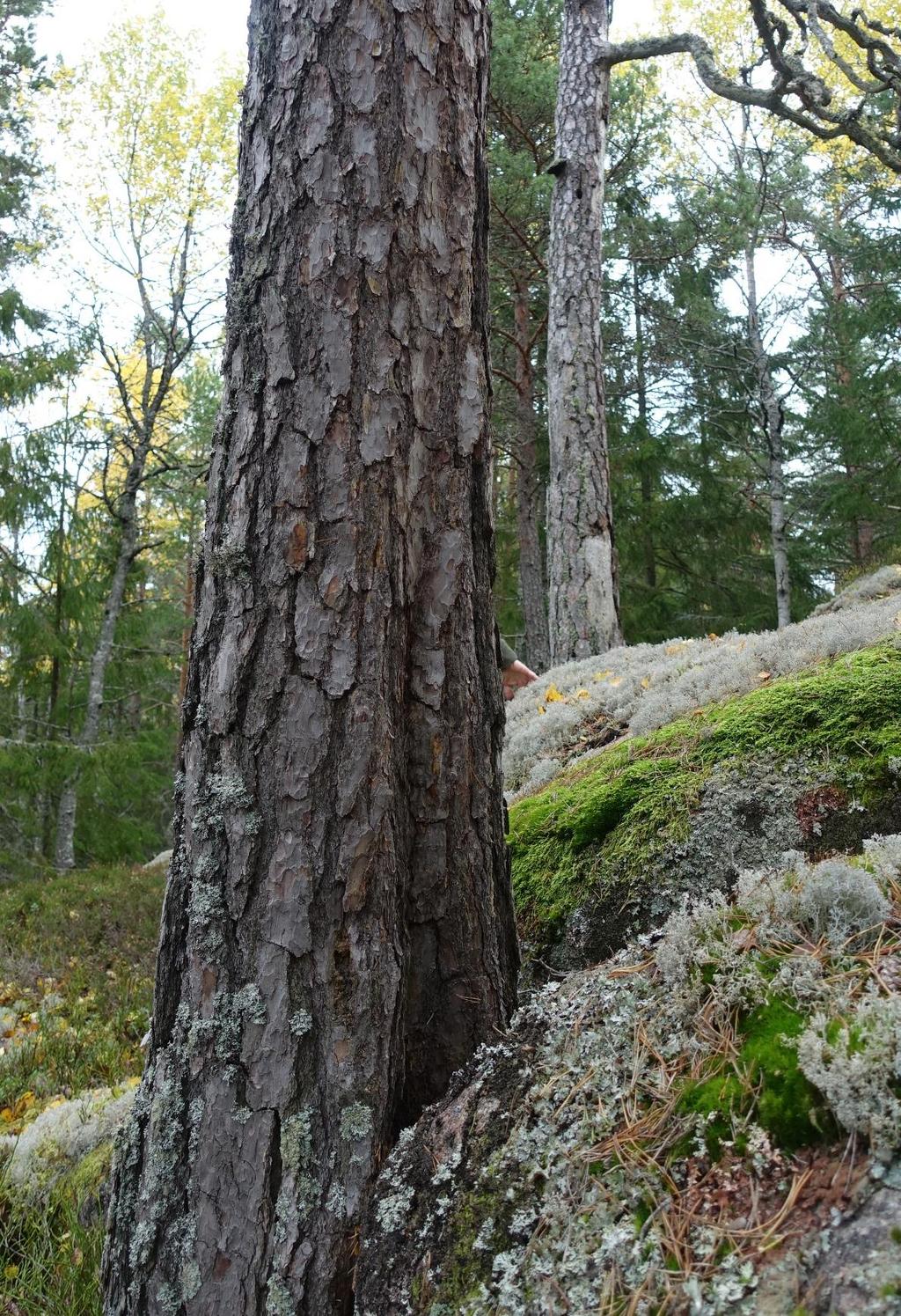 Källuppgifter Inventering av skyddsvärd skog på Holmen Skog AB:s marker, Länsstyrelsen Östergötland 2006. Nyckelbiotopsinventering: nr 59298 nyckelbiotop, Skogsstyrelsen. Artportalen, Ardatabanken.