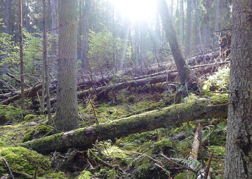 Bara några hundra meter öster om Mörkedals naturreservat ligger liknande skogar med höga naturvärden.