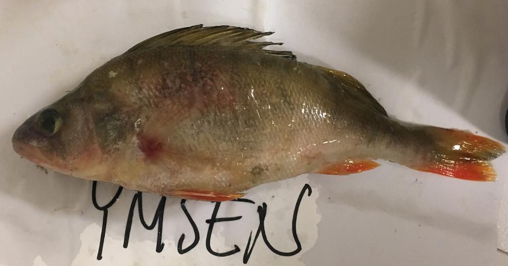 Undersökning av metaller och andra miljögifter i fisk inom Tidans avrinningsområde 3 Resultat Allmänt Nedan presenteras biologiska och kemiska resultat.