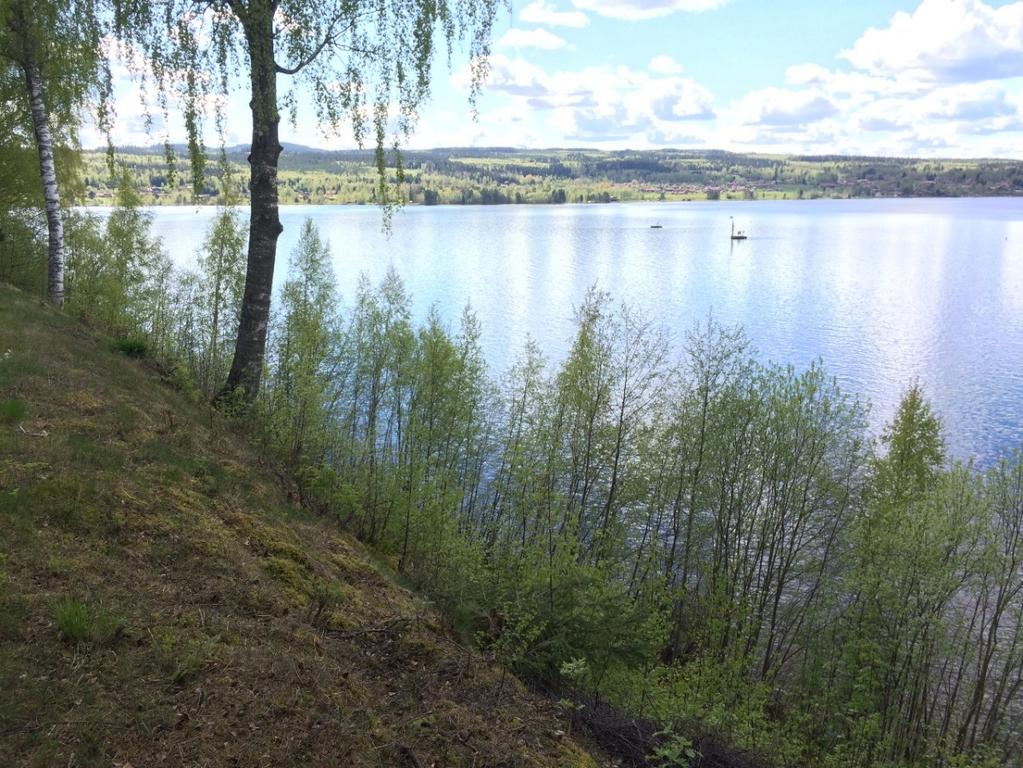 Bild över område A Område B I norra delen av slänten, område B, växer både stora gamla träd och yngre mindre, jämnt fördelat.