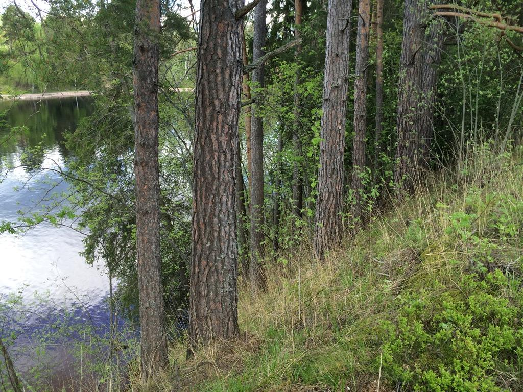 Norra delen av slänten, område B SKÖTSEL OCH ANSVAR Markansvar Leksands kommun äger marken i området, och ansvarar för att skötselplanen efterlevs.