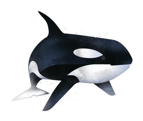 Späckhuggare // Orcinus orca Späckhuggaren hör till familjen delfiner och är ett av världens största rovdjur.