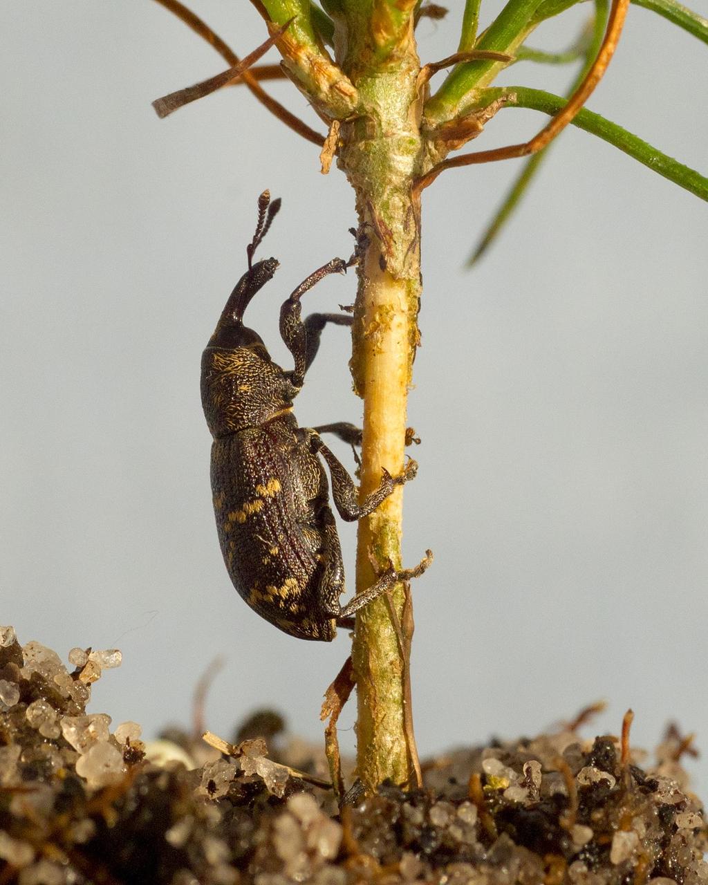 Snytbaggen Äter bark på nyplanterade plantor Utan motåtgärder kan 8 % av plantorna