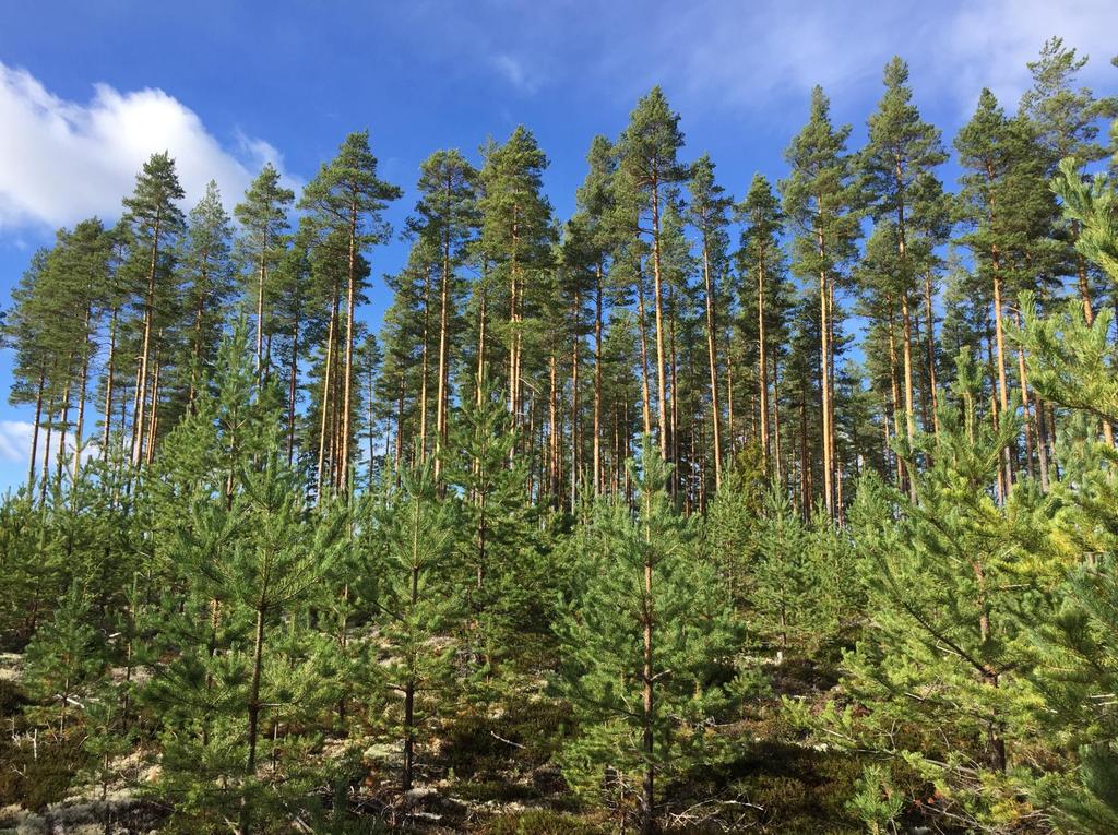 Skog i Mora - Färnäs Mora Färnäs 467:2 Lättillgänglig mindre skogsfastighet om 23,6 ha strax öster om Mora.Totalt tre obebyggda skiften belägna vid Fåsås fäbodar och i Färnäs by.