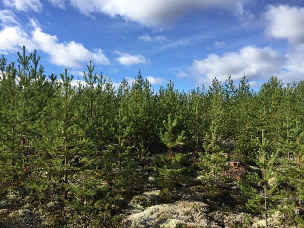 Skogsmark På fastigheten har det upprättats en skogsbruksplan i juni 2013 av Skogsfirma Per Rapp. Skogsbruksplanen har uppdaterats med teoretisk tillväxt till och med 2018.