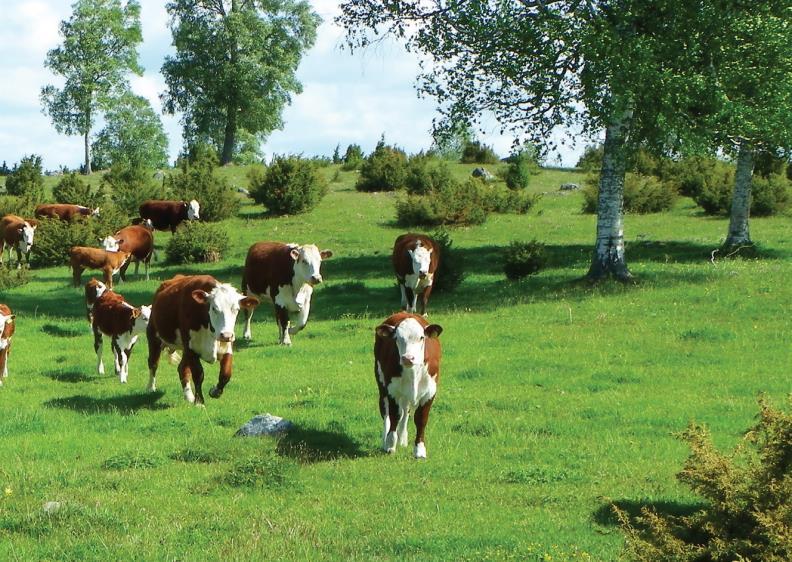 SID 26/33 Figur 17 Betesdjur är en förutsättning för att bevara ängs- och hagmarkernas flora och fauna. Inom många av kommunens beteshagar finns också fornlämningar, främst gravfält.