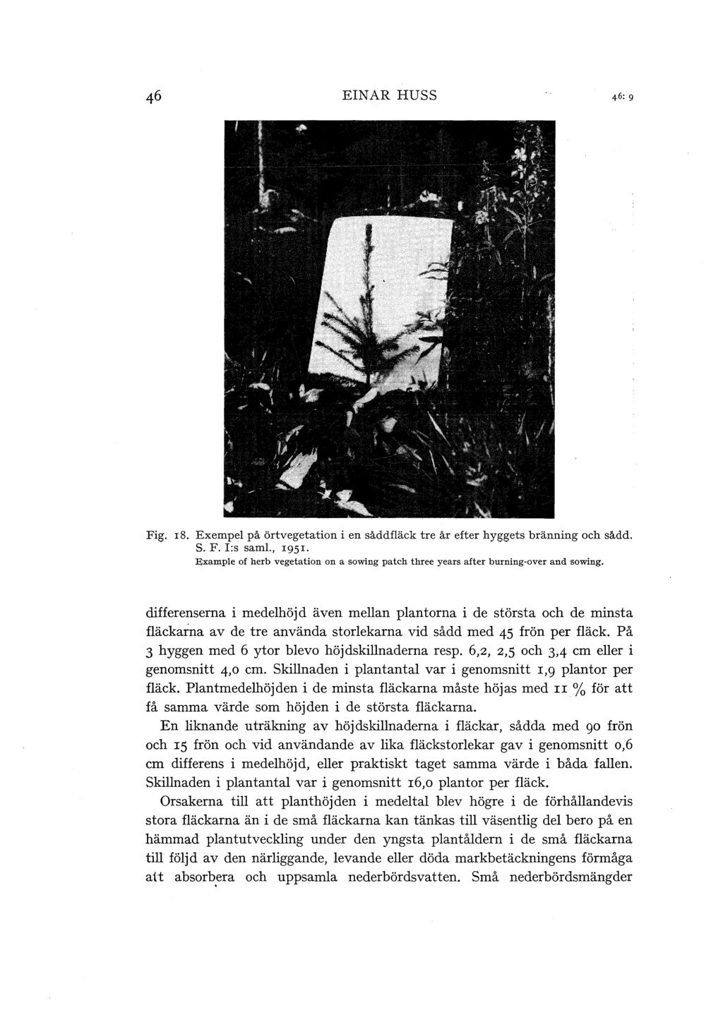 EINAR HUSS Fig. r8. Exempe på örtvegetation i en såddfäck tre år efter hyggets bränning och sådd. S. F. I:s sam., 1951.
