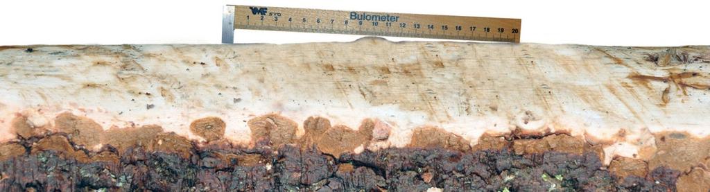 Figur 16. Inte räkningsbar bula. Mäts under bark. 7.7. Kvists diameter Mätning av kvists diameter på mantelytan ska ske i samma snitt som gäller för bestämning av dess typ.
