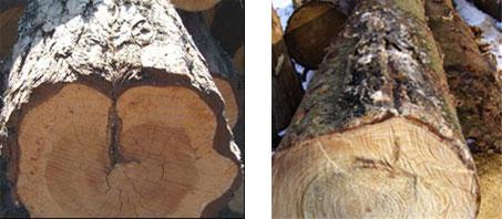 Längden av en barkdragande lyra mäts i barken på stock som har kvarsittande bark. I annat fall mäts längden i vedytan.
