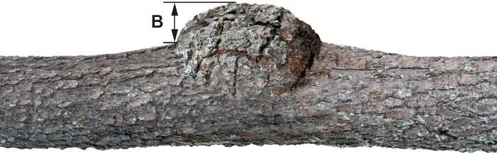 Figur 4. Två exempel på mätning av kvisthöjd/ vrilhöjd. Vidväxt stamdel i rotända är ett annat träd som genom att stå mycket nära blivit hopvuxen med huvudstammen.