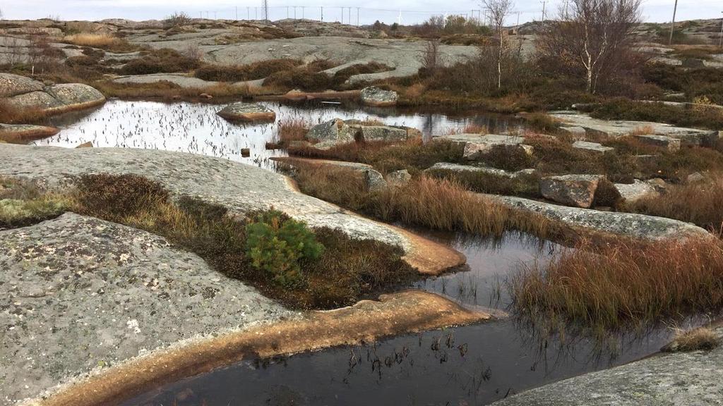 4 Sammanfattade värden inom planområdet Området utgörs av ett landskap med flacka rundhällar, mestadels öppna och beklädda av en rik lavflora.