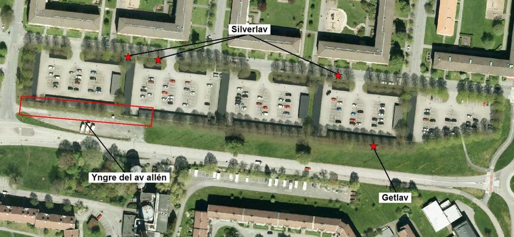 1. Trädrader längs parkering Trädmiljön består av sammanlagt 113 st linjärt planterade lindar med en stamdiameter om ca 40-60 cm.