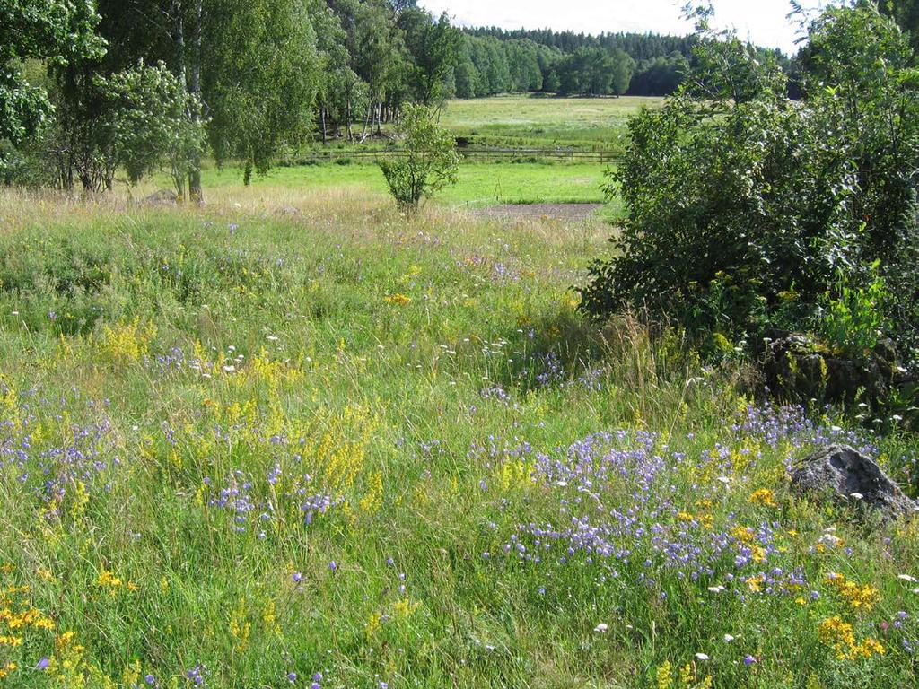 Gröna Kilarnas Dag Ekopassager - guidad tur Storstockholms gröna kilar är en stjärnformig struktur av naturområden. Denna grönska är dock ingen självklarhet.
