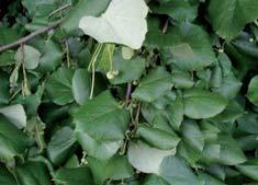 blommande inslag Junimagnolia Magnolia hypoleuca Prydnadskörsbär Prunus släktet innehåller medelstora