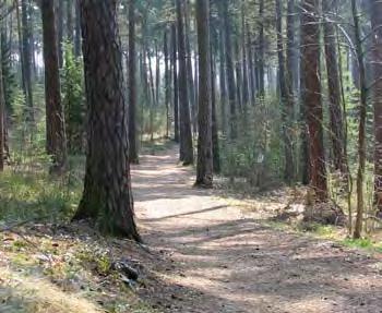 stadsdelarnas grönområden Rosenlund Grönstrukturen idag Rosenlund ligger nära stadskärnan öster om kanalen. Idag saknas en större park för möte och samvaro.