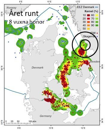 Påverkan av Kattegatt Offshore på tumlare Figur 5. Täthet av vuxna tumlarhonor från populationen i Kattegatt-Bälthavet-sydvästra Östersjön baserat på satellitmärkta tumlares utbredningsmönster.